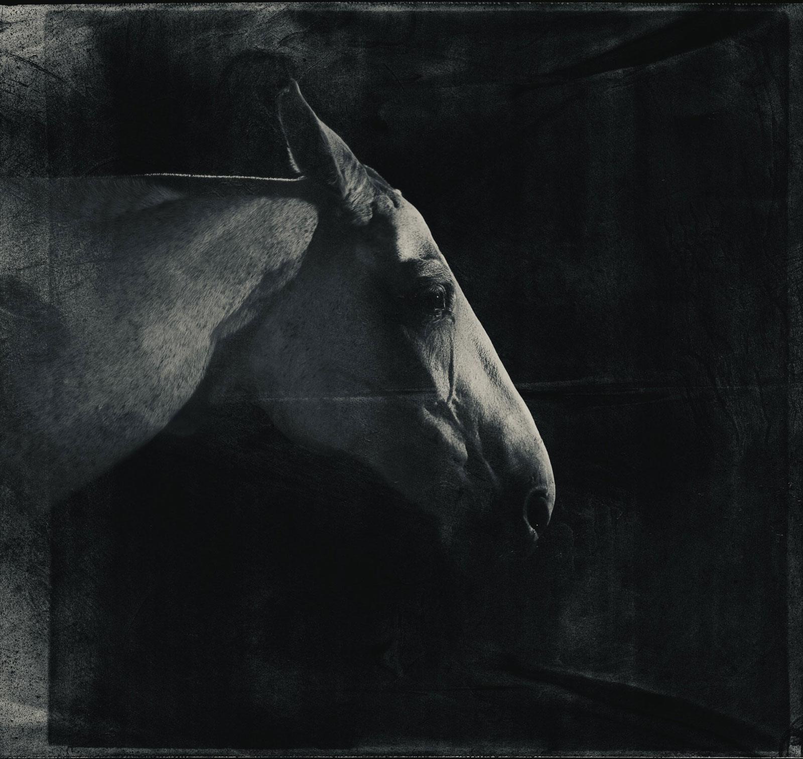 horse-home